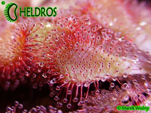 Росянка ALICIAE Drosera - 50X - от заводчика СУПЕР