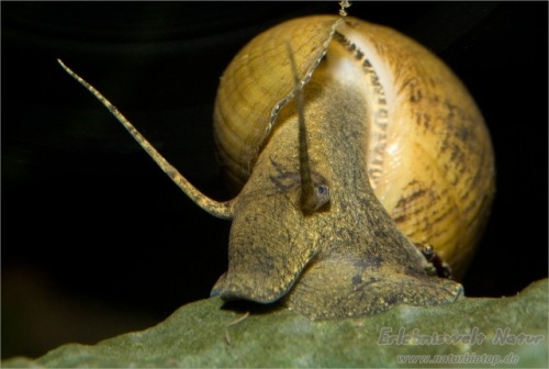 Brotia Herculea Крупная улитка-сверлильщик