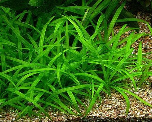 Sagittaria Subulata Растение Трава для газона