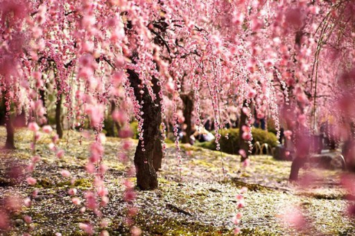 JFenzi NL Cherry Blossom парфюмированная вода 50 мл