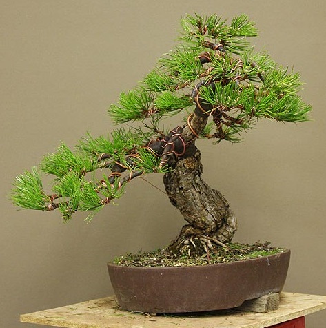 ДЛЯ БОНСАЙ ЧЕРНАЯ СОСНА (PINUS NIGRA S) - 20 СЕМЯН