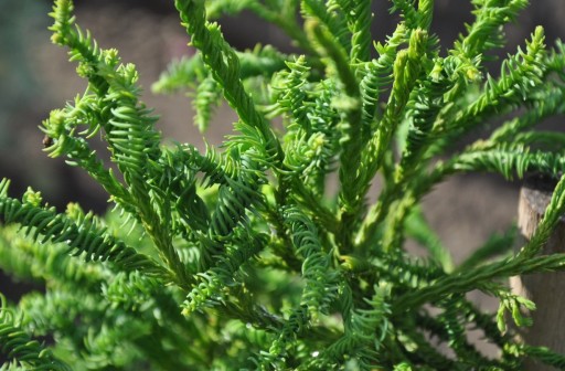 КРИПТОМЕРИЯ ЯПОНСКАЯ (CRYPTOMERIA JAPONICA) 50 СЕМЯН