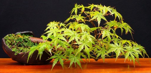 ДЛЯ БОНСАЙ ПАЛЬМЫ КЛЕН ДУМ. ЗЕЛЕНОЛИСТНОЙ (ACER PALMATUM) - 10 СЕМЯН