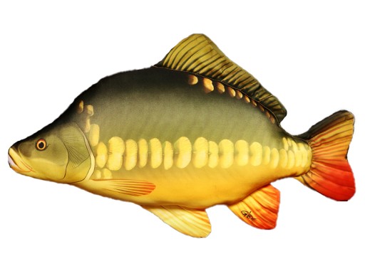 Karp (cyprinus carpio) poduszka maskotka 61 cm