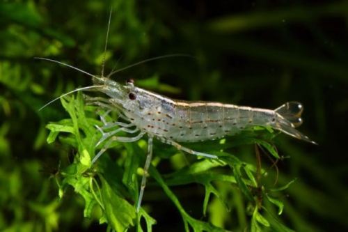 Krewetka AMANO na walke z glonami AMANO SHRIMP