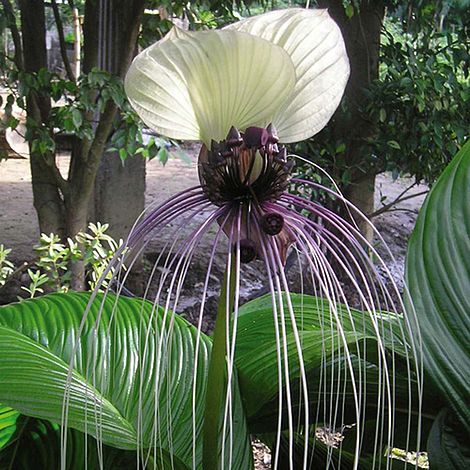 TACCA NIETOPERZ BIAŁY SKLEP_TULIPAN.