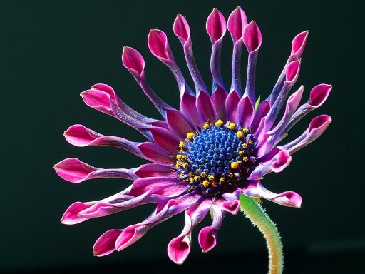 Osteospermum stokrotka afrykańska spider.