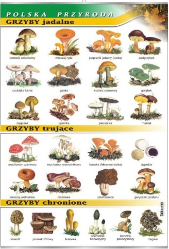 Grzyby jadalne trujące chronione plansza BOTANIKA