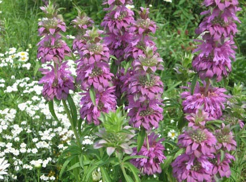 MONARDA CYTRYNOWA PACHNACA NA RABATY