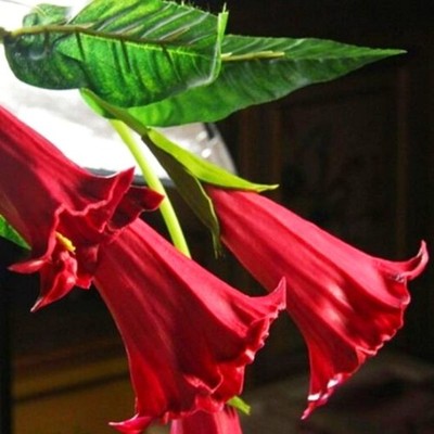 DATURA CZERWONA SKLEP_TULIPAN.