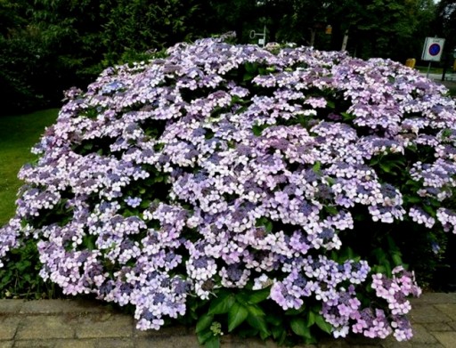 Hortensja LIBELLE KOLOROWE TALERZYKI SADZONKI