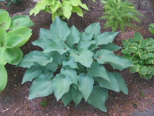 Hosta 'Sky Dancer' - Funkia DO CIENIA I NA SŁOŃCE