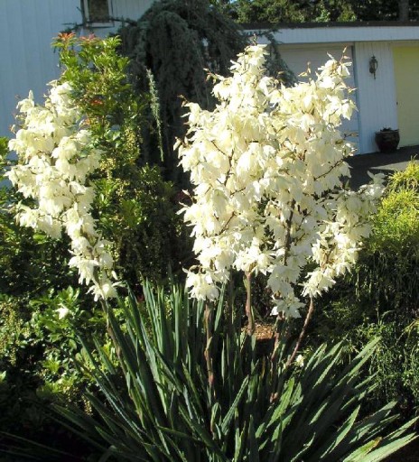 Yucca filamentosa - Juka karolińska XXL