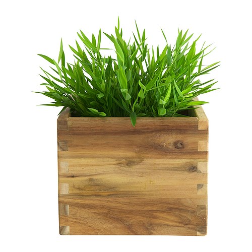 Garden Plants Интернет Магазин Растений Отзывы Покупателей