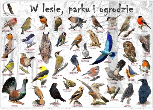 Plakaty Edukacyjne Ptaki W Polsce 9213572715 Allegro Pl
